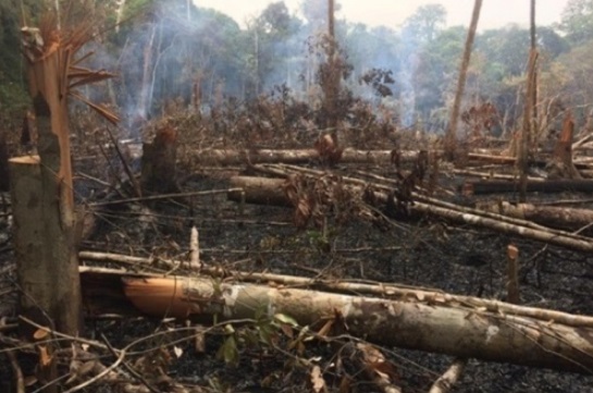 아마존 열대우림이 파괴되고있는 모습(출처=브라질 국립우주연구소)