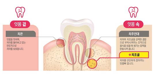 잇몸(치주)조직은 치아를 지지하는 조직으로 잇몸(치은), 치조골, 치주인대로 구성돼있다. 이 세가지 부위 중 실제로 치아를 잡아주는 조직은 치조골로 그 위를 잇몸으로 치은이 덮고 있다. 눈에 보이는 잇몸 즉 치은을 잇 몸 겉, 실제로잡아주고 있는 치조골을 잇몸 속이라고 분류한다. 따라서 잇몸 건강에 있어 ‘잇몸 속 부터 단단하게’ 관리하는 것이  매우 중요하다. (출처=동국제약)